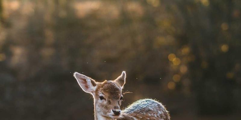 工业设计驱动乡村振兴：兰州科技创新如何重塑农产品品牌与用户体验